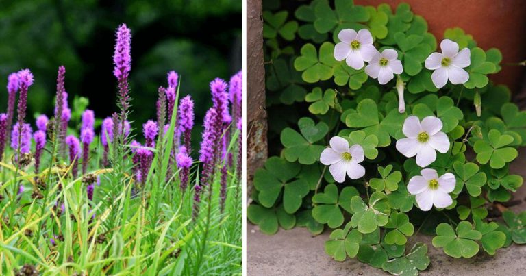 11 Stunning Summer Blooming Bulbs