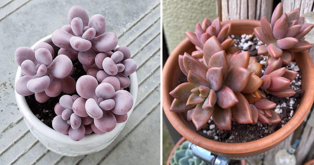 19 Succulent Varieties That Can Change Color