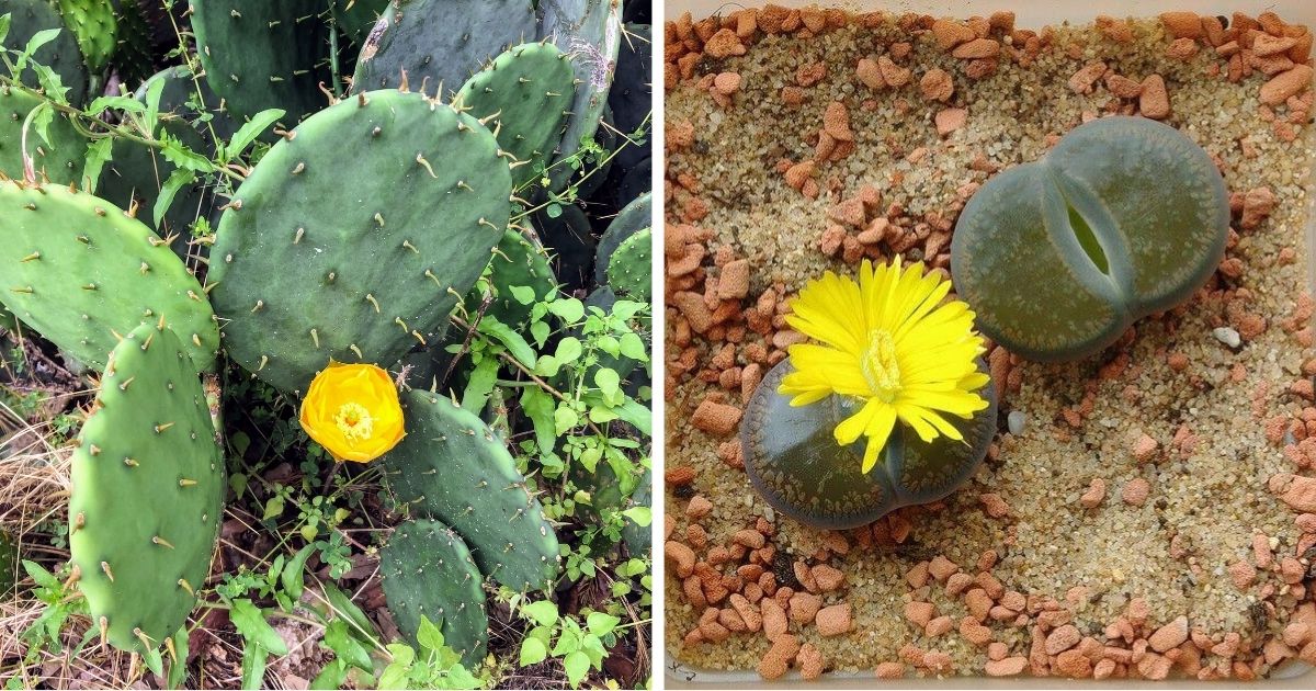 16 Succulents Grow Well In Sand