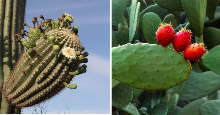 8 Succulents That You Can Eat