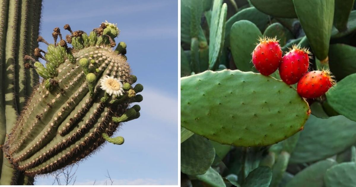 8 Succulents That You Can Eat