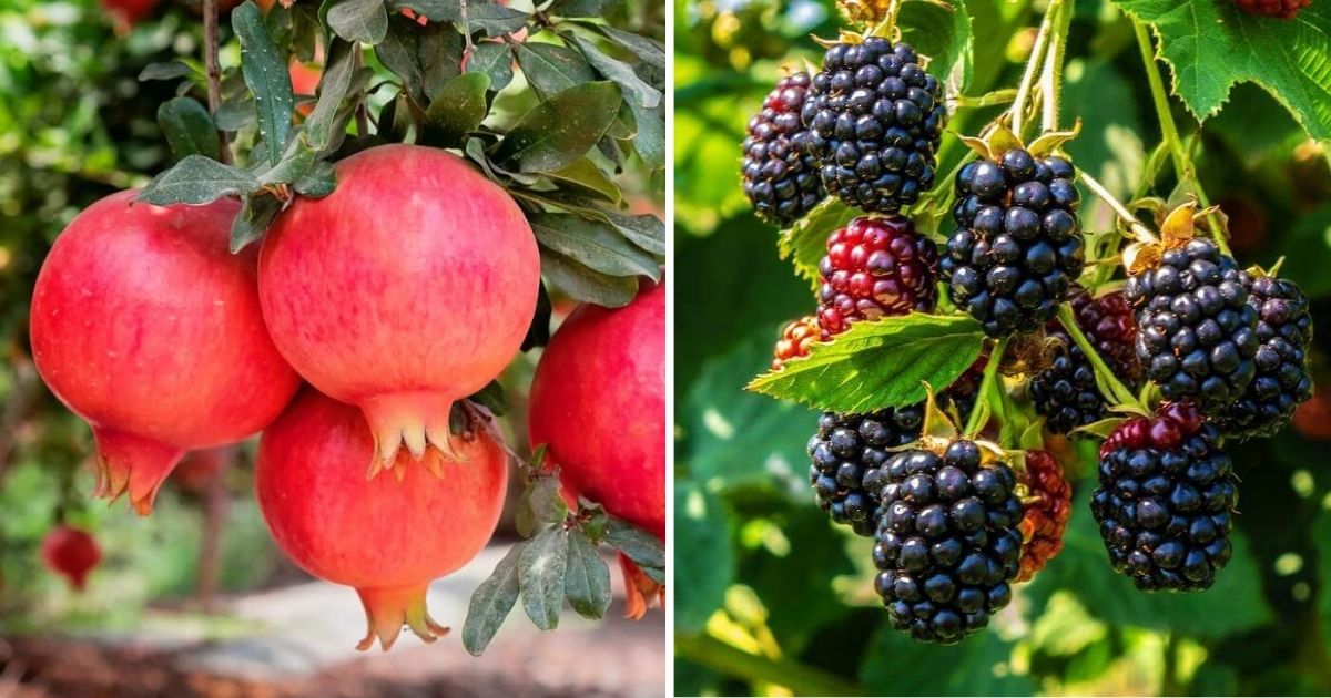 Super Fruits You Can Grow In The Garden