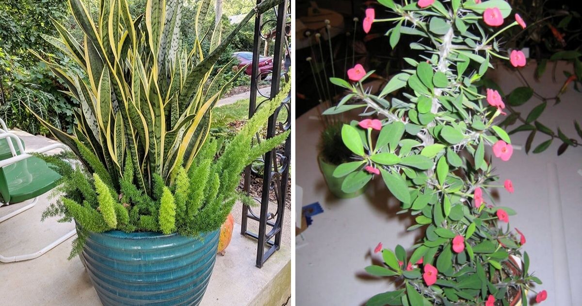 11 Tall Growing Succulents For Your Space