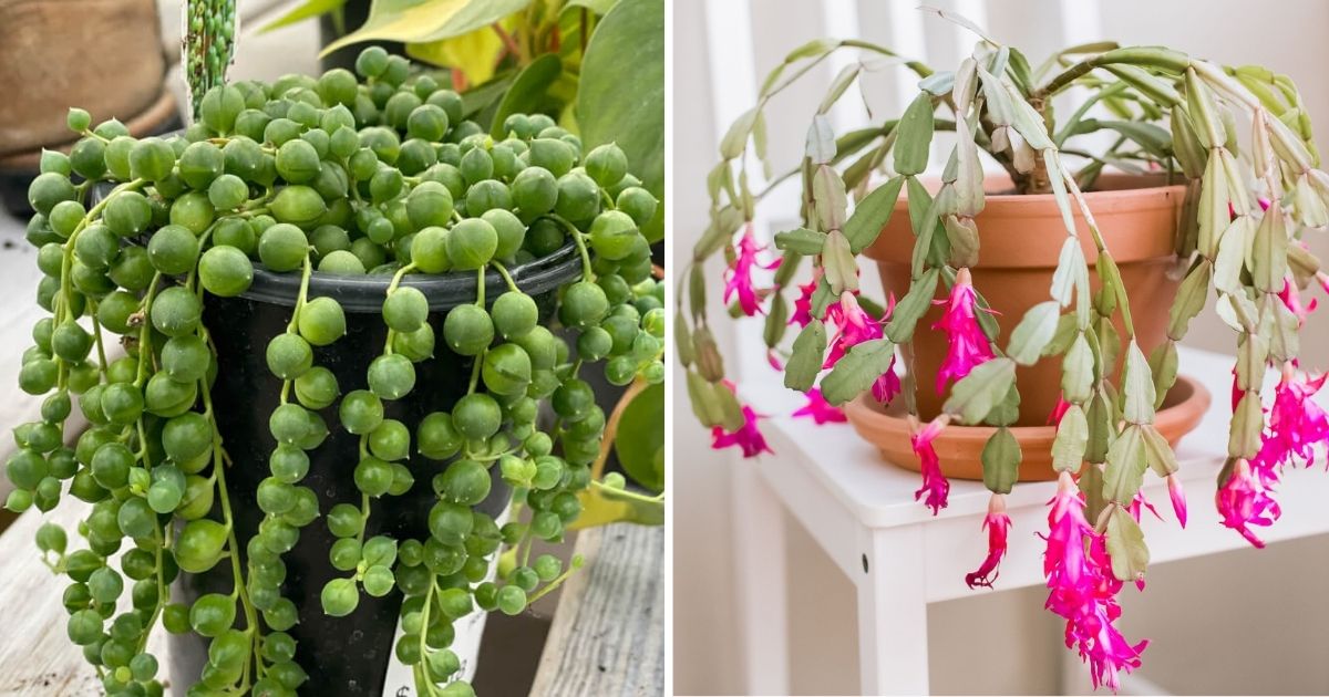 The Most Popular Indoor Succulents You Can Grow Easily