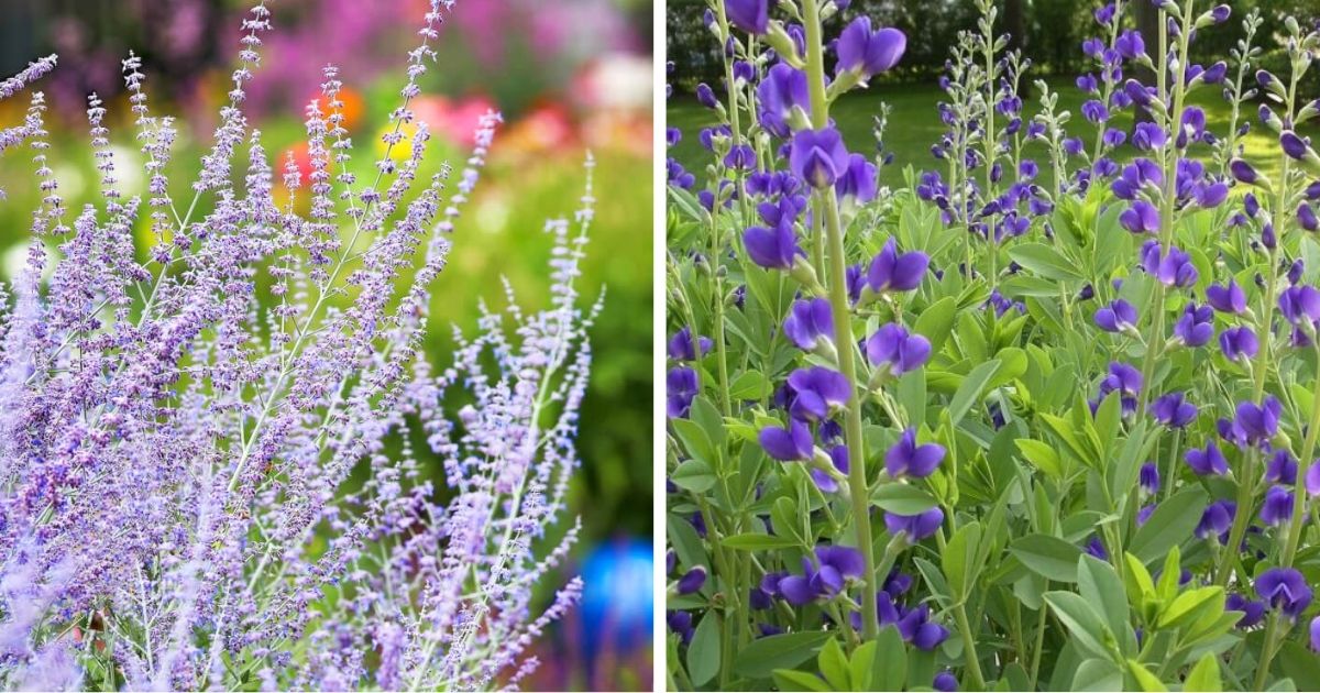 12 Tough Outdoor Plants You Should Choose For Your Garden