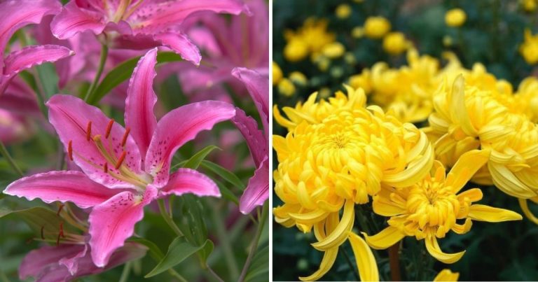 10 Toxic Common Flowering Plants For Your Dogs And Cats