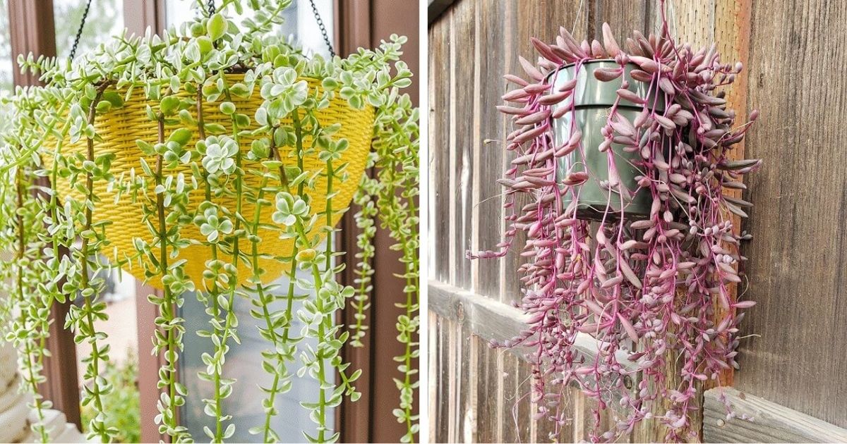 22 Trailing Succulents Varieties To Give A Stunning Look In Hanging Baskets