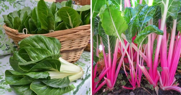 12 Types Of Chard Veggies To Grow In The Garden