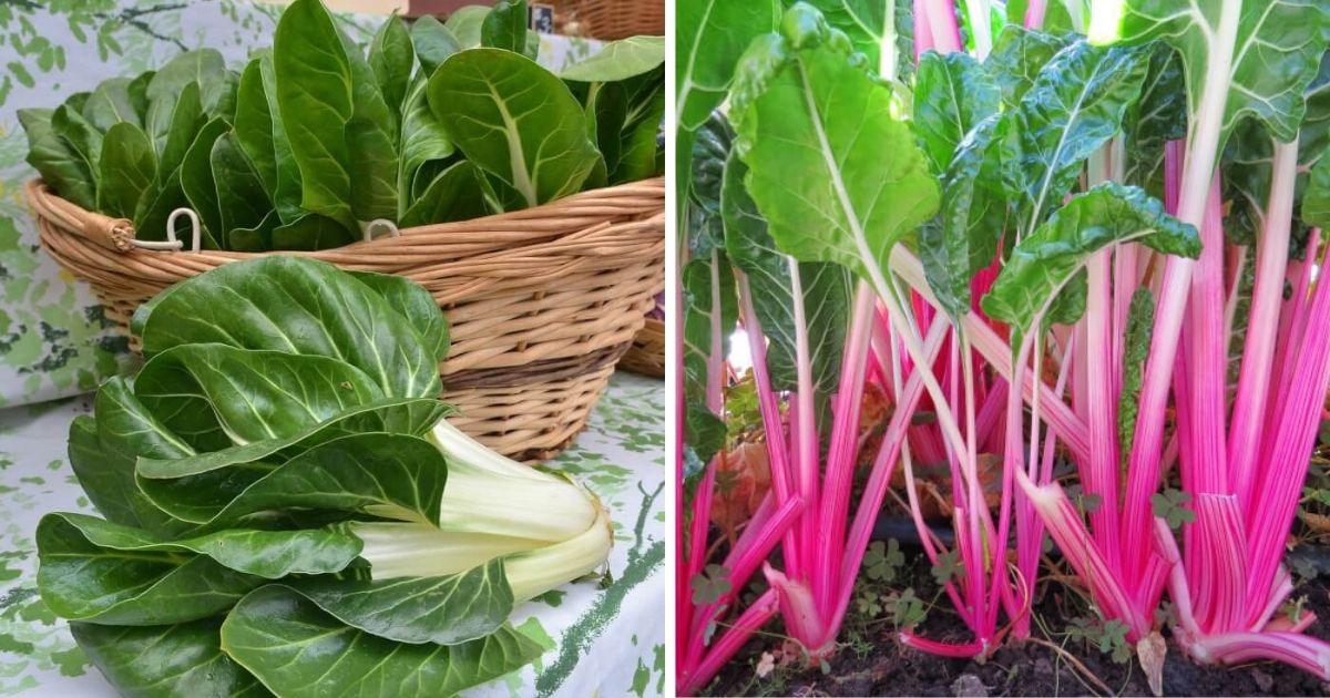12 Types Of Chard Veggies To Grow In The Garden