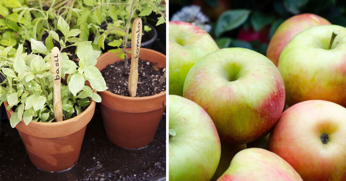 10 Unbelievable Toothbrush Uses That You Can Apply In The Garden