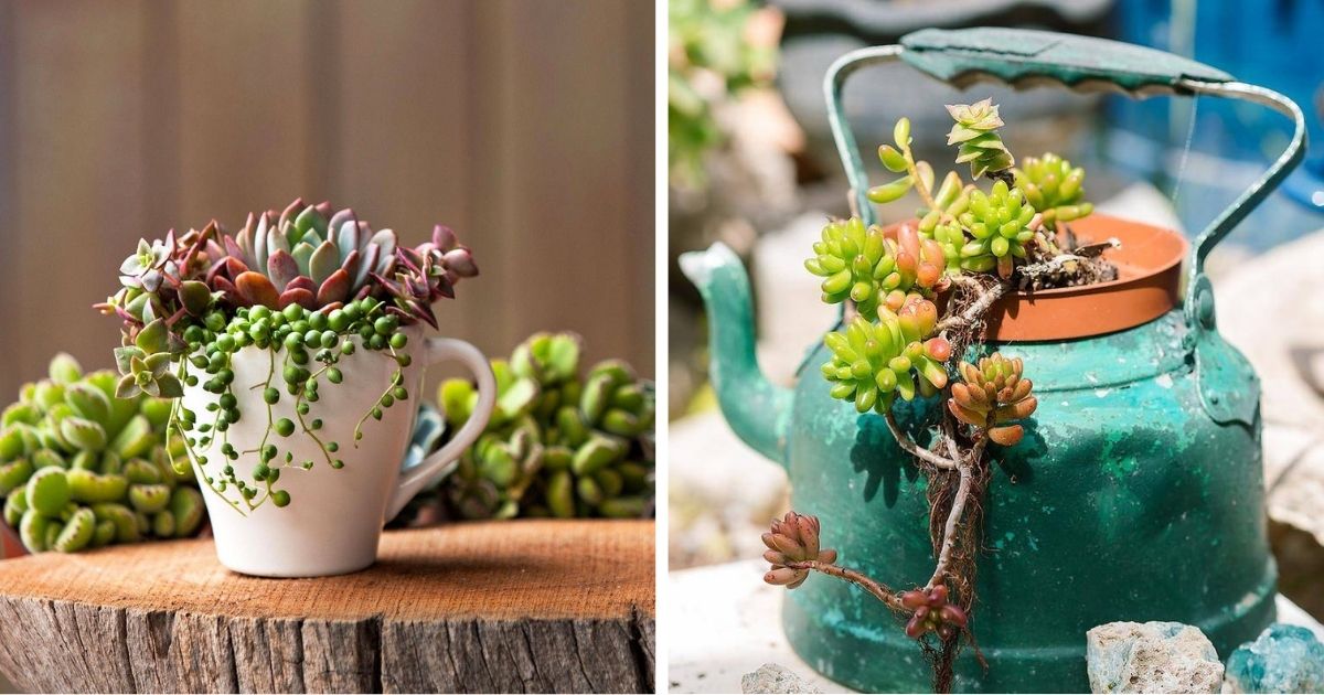 20 Unique And Whimsical DIY Succulent Planter Ideas For A Charming Home