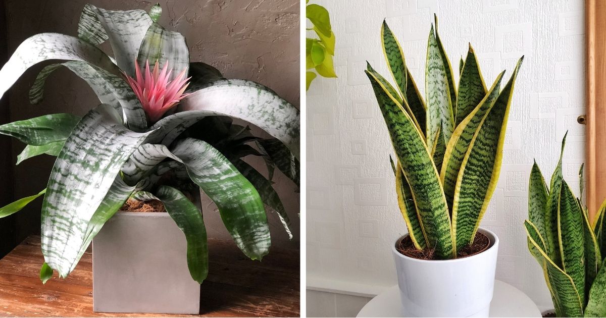 15 Unique Indoor Plants That Have Zebra Print Shape