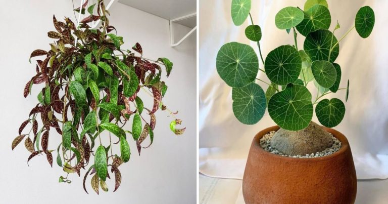 10 Unique Indoor Vines and Climbing Plants