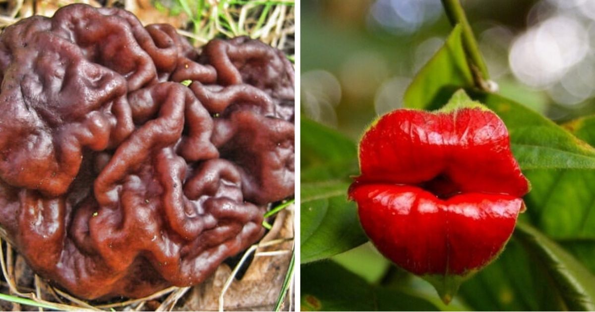 6 Unique Plants That Look Like Humans Body Parts
