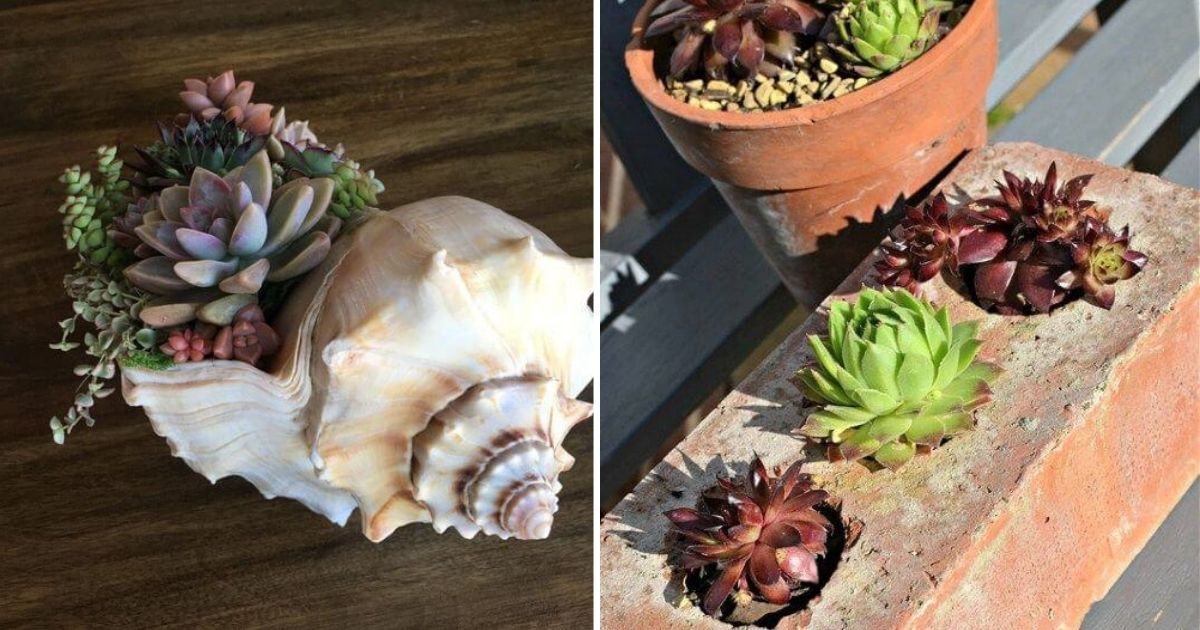 26 Unusual Succulent Pot Ideas