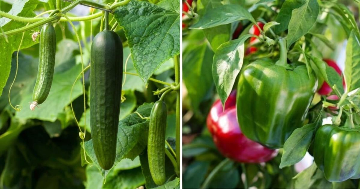 Vegetable Varieties That Are Actually Fruits