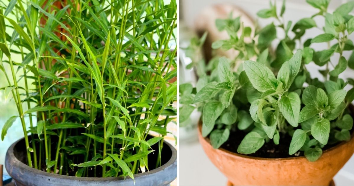 12 Vegetables And Herbs That Acts As Houseplants