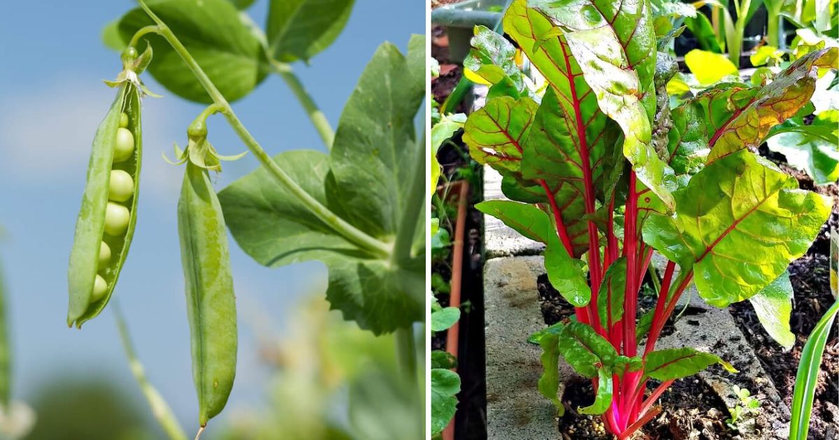 13 Vegetables Grow In Autumn For A Harvest In Spring