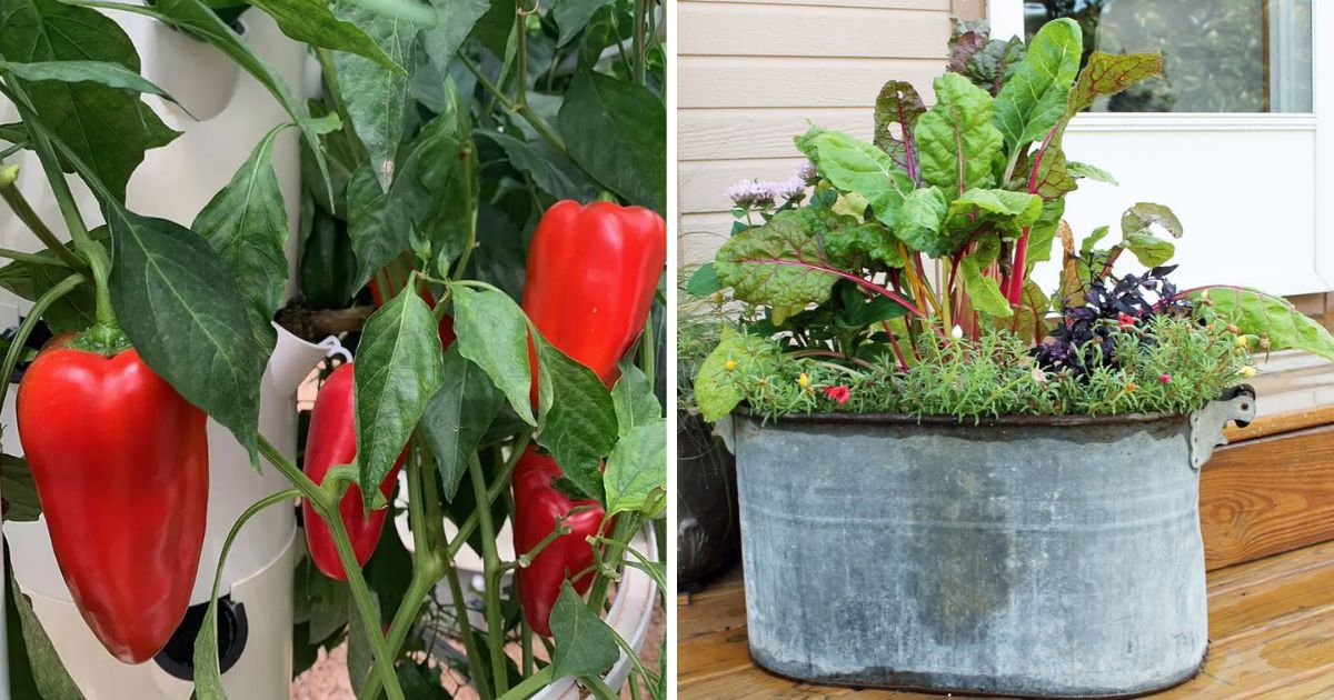 Top 11 Vegetables That Can Grow Well In Containers