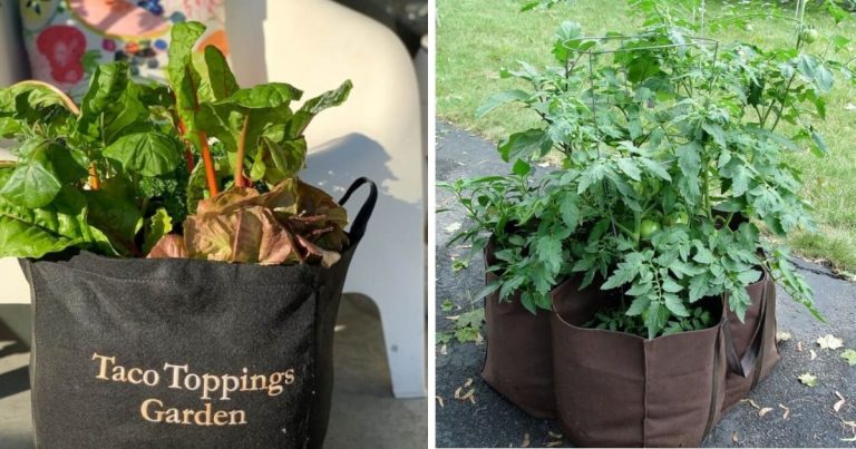 12 Vegetables To Grow Easily In Bags