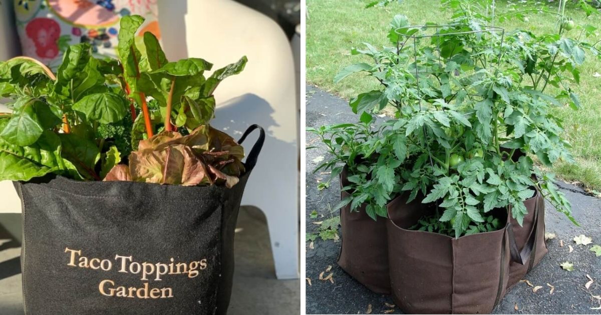 12 Vegetables To Grow Easily In Bags