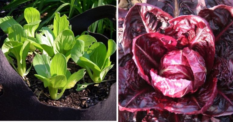 14 Vegetables To Grow Easily In Buckets