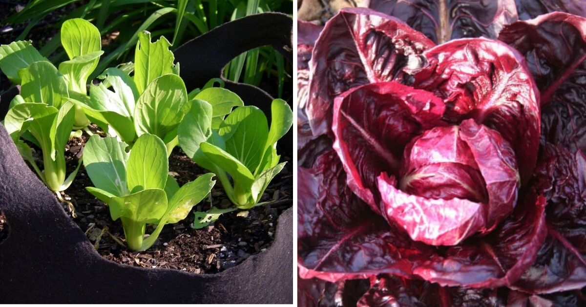 14 Vegetables To Grow Easily In Buckets