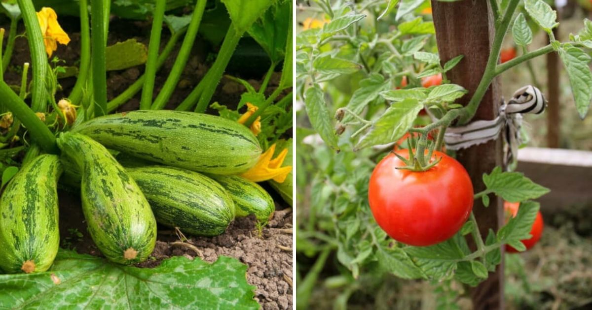 15 Vegetables To Grow In Your No Dig Garden