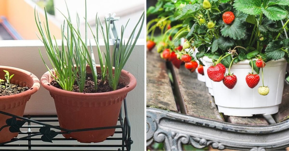 Vegetables You Can Grow In 1-gallon Containers