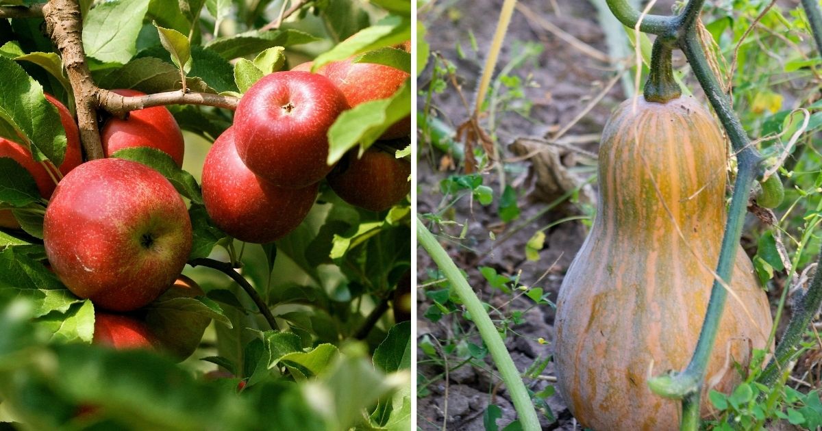 14 Winter Vegetables You Can Grow For Food Storage