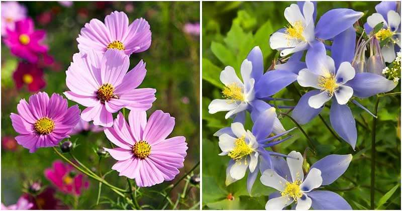 20 Easiest To Grow Flowers For Beginners