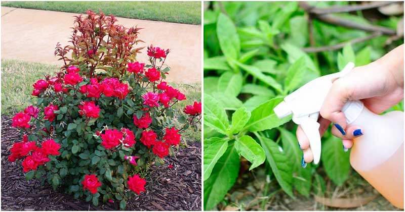 9 Awesome Reasons When Using Tea Leaves In The Garden
