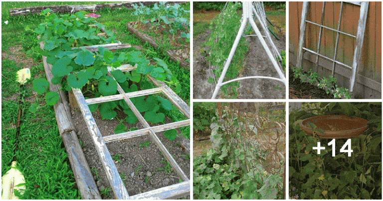 19 Upcycled Growing Support Ideas
