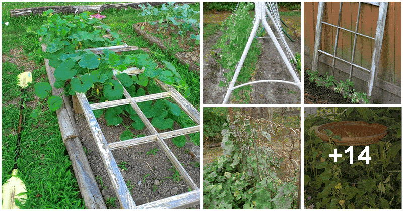 19 Upcycled Growing Support Ideas